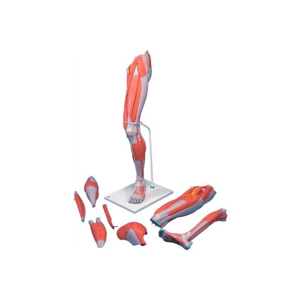 3B Anatomical Model - Deluxe Muscular Leg, 7-Part